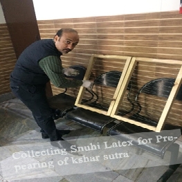 Collecting Snuhi Latex for Prepearing of kshar sutra